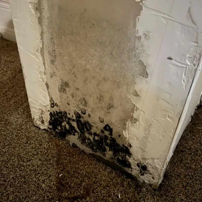 Professional Mold Removal in Sharpsburg, PA
